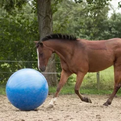 QHP Ballon de jeu pour chevaux> Jouets Pour Chevaux
