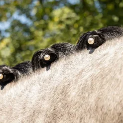 QHP Bijou de crinière Perle> Nattage|Brosses À Crins Et Peignes
