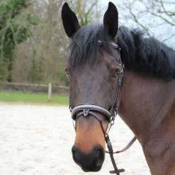 CANTER Bridon Mylord> Bridon