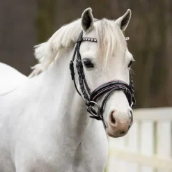 QHP Bridon poney Brixie><noscript><img data-lazyloaded=