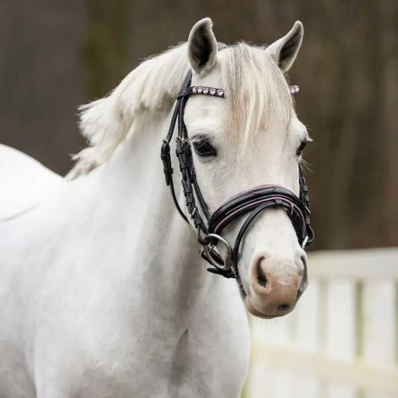 QHP Bridon poney Brixie> Bridon