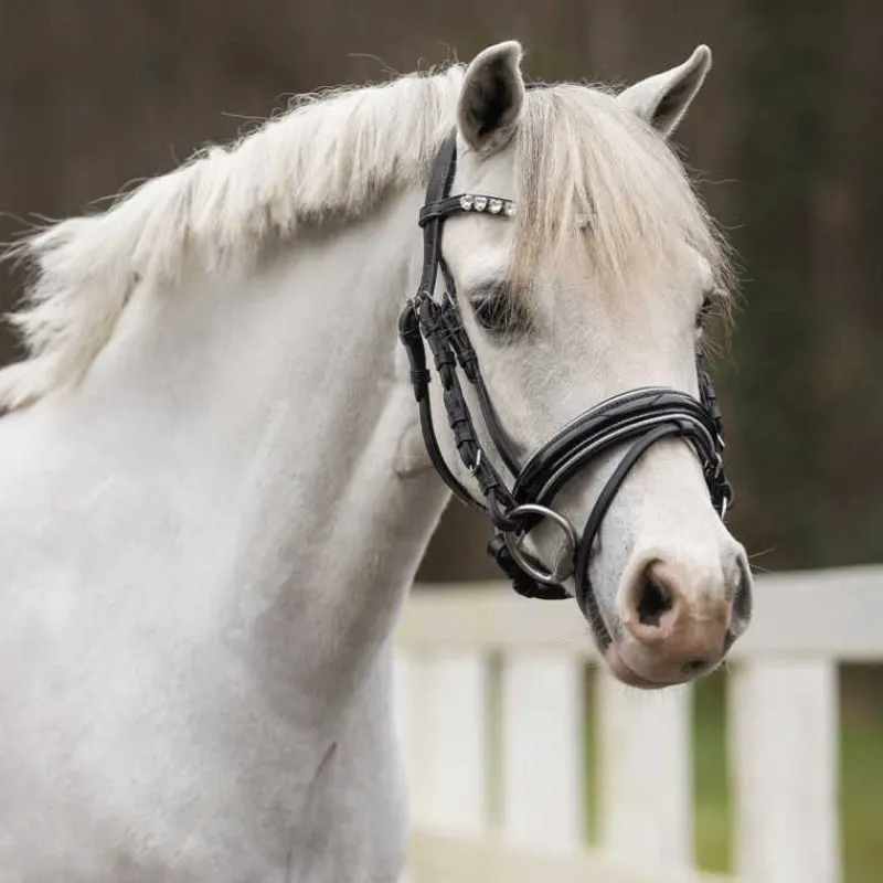 QHP Bridon poney Brixie> Bridon
