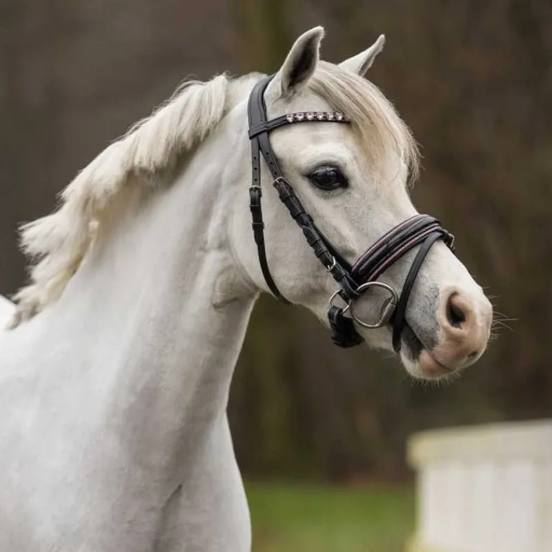 QHP Bridon poney Brixie> Bridon