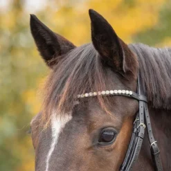 Q-ESSENTIALS Bridon Sunset> Bridon