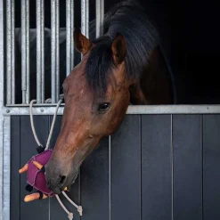 QHP Jouet balle pour Chevaux> Jouets Pour Chevaux