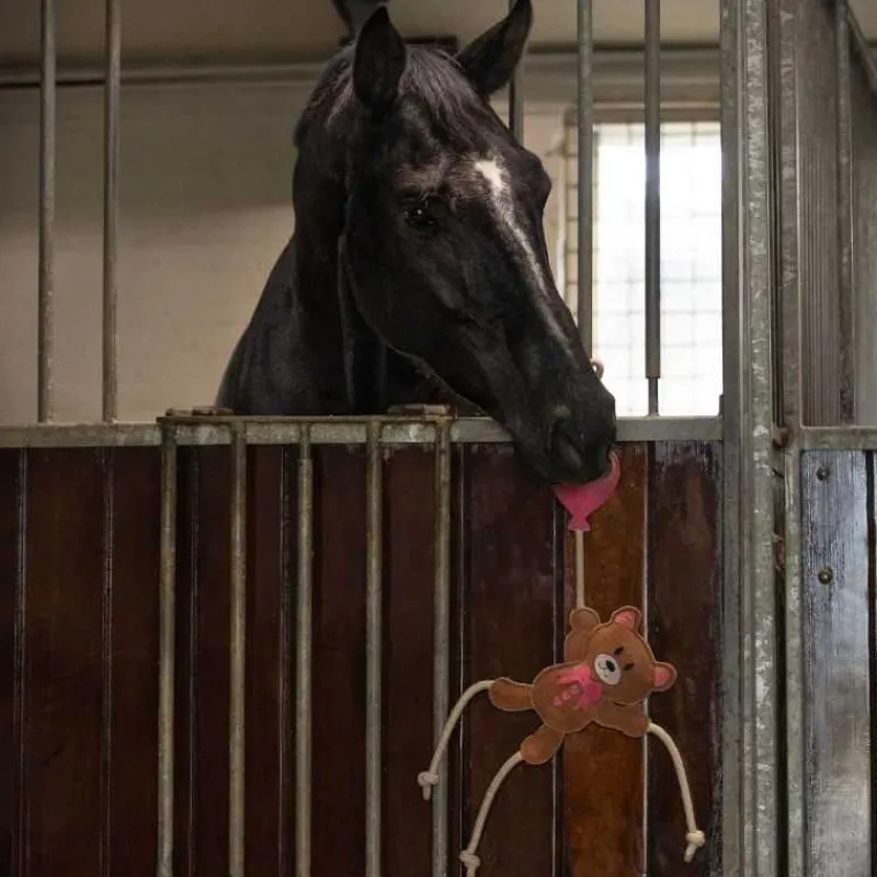 QHP Jouets pour chevaux Saint Valentin> Jouets Pour Chevaux