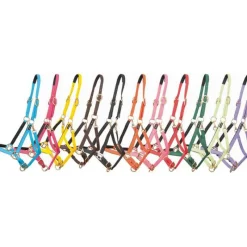 BIOTACK® Licol Biotack T de T><noscript><img data-lazyloaded=