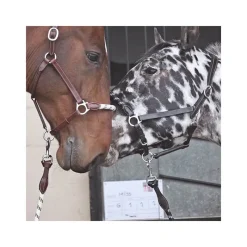 STATIONATA Licol cuir avec muserolle corde> Licol En Cuir
