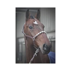 STATIONATA Licol cuir avec muserolle corde><noscript><img data-lazyloaded=