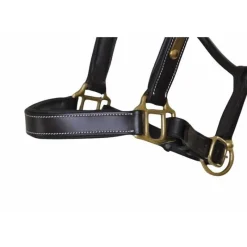 T de T Licol cuir avec plaque><noscript><img data-lazyloaded=