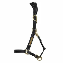 T de T Licol cuir avec plaque><noscript><img data-lazyloaded=