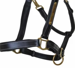 T de T Licol cuir avec plaque><noscript><img data-lazyloaded=
