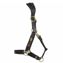 T de T Licol cuir avec plaque><noscript><img data-lazyloaded=
