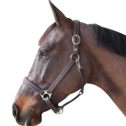 CANTER Licol cuir doublé> Licol En Cuir