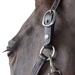 CANTER Licol cuir doublé><noscript><img data-lazyloaded=