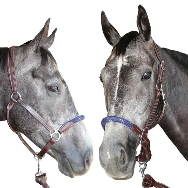 CANTER Licol cuir et corde> Licol En Cuir