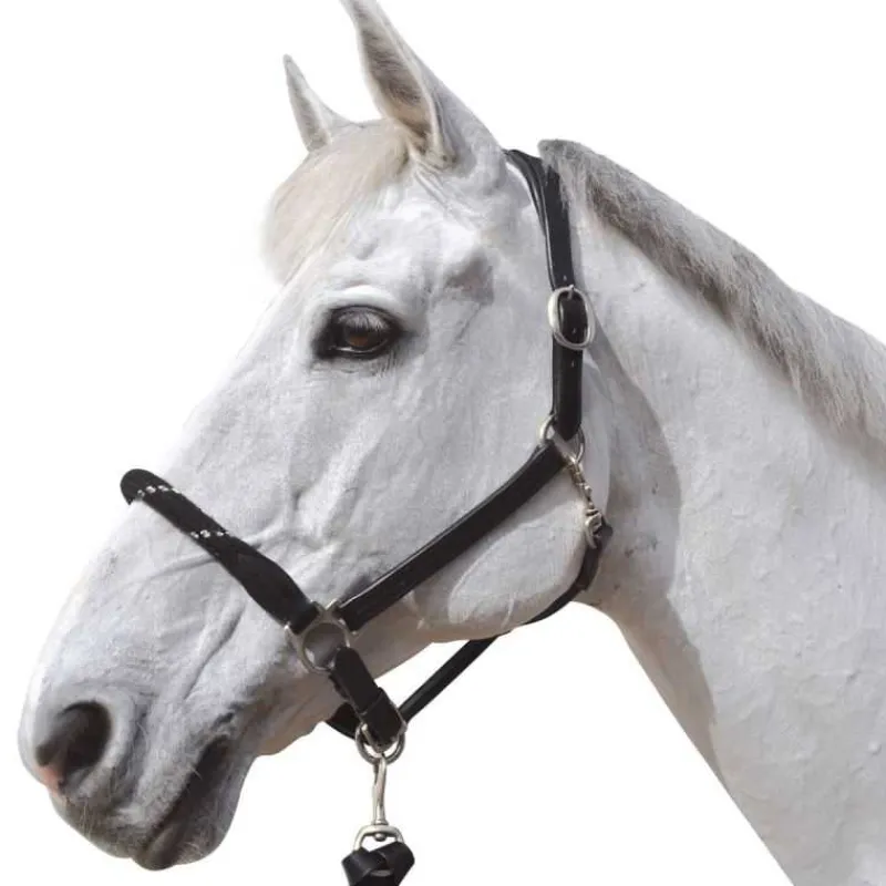 CANTER Licol cuir et corde> Licol En Cuir