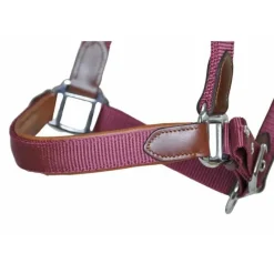 T de T Licol cuir et sangle><noscript><img data-lazyloaded=