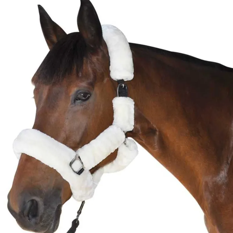 CANTER Licol de transport> Licol Mouton