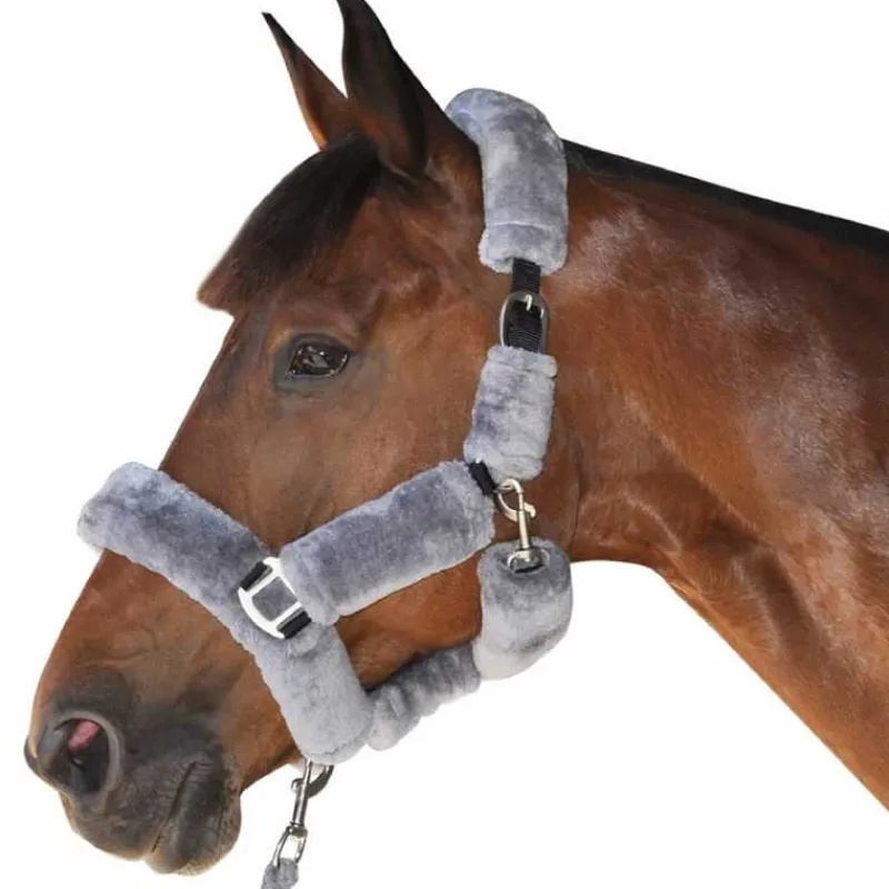 CANTER Licol de transport> Licol Mouton