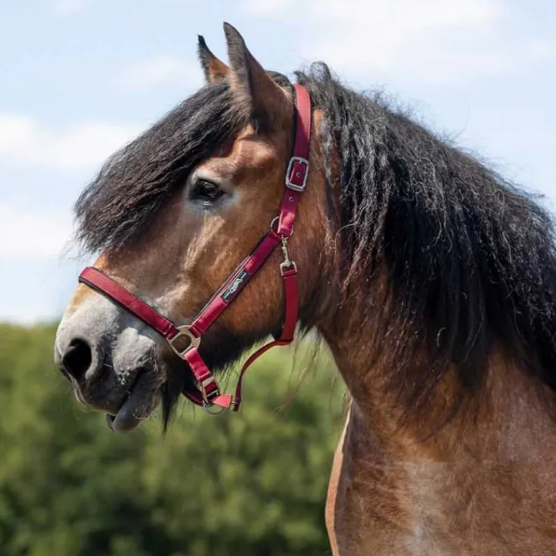 QHP Licol Deluxe cheval de trait> Licol Nylon