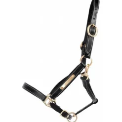 T de T Licol en cuir avec plaque><noscript><img data-lazyloaded=