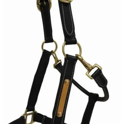 T de T Licol en cuir avec plaque><noscript><img data-lazyloaded=