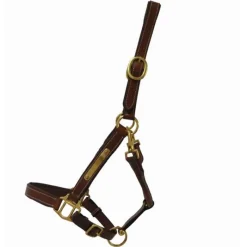 T de T Licol en cuir avec plaque><noscript><img data-lazyloaded=
