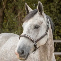 CANTER Licol en cuir Mylord> Licol En Cuir