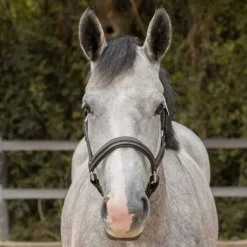 CANTER Licol en cuir Mylord><noscript><img data-lazyloaded=
