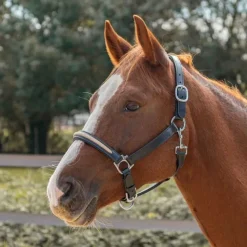 CANTER Licol en cuir Mylord><noscript><img data-lazyloaded=