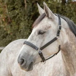 CANTER Licol en cuir Mylord><noscript><img data-lazyloaded=
