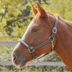 CANTER Licol en cuir Mylord><noscript><img data-lazyloaded=