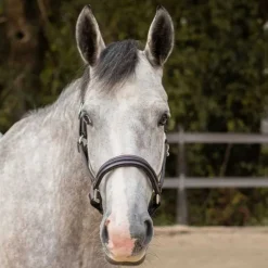 CANTER Licol en cuir Mylord><noscript><img data-lazyloaded=