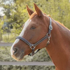 CANTER Licol en cuir Mylord><noscript><img data-lazyloaded=