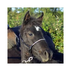 STATIONATA Licol poulain en cuir><noscript><img data-lazyloaded=
