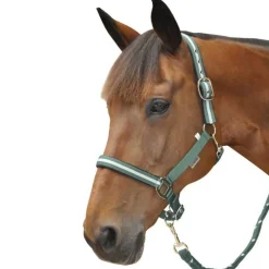 CANTER Set licol + longe lurex><noscript><img data-lazyloaded=