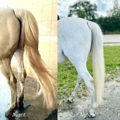 AKETUS Shampoing Protec> Aketus Pour Le Cheval|Shampoing